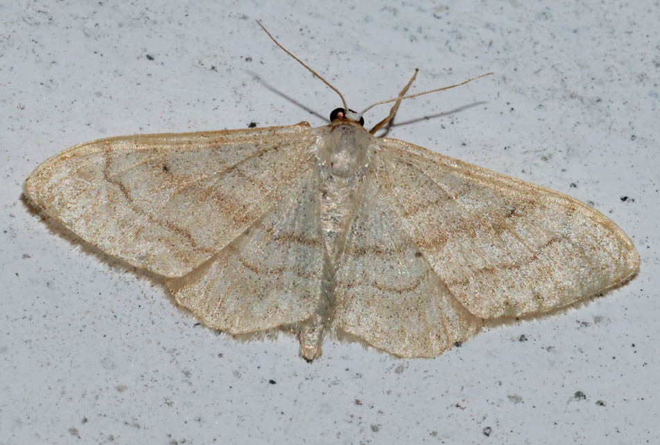 Geometridae da confermare 2